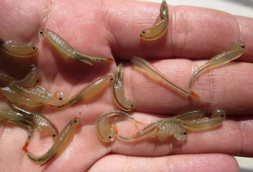 미국 네바다주 블랙록 사막에서 부화한 요정 새우            [이미지출처=SNS X(엑스) 캡처]
