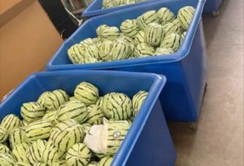 미 CBP가 적발한 필로폰 밀반입. 수박처럼 위장한 모습